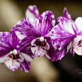 Orchids. © 2012 Sugar + Shake