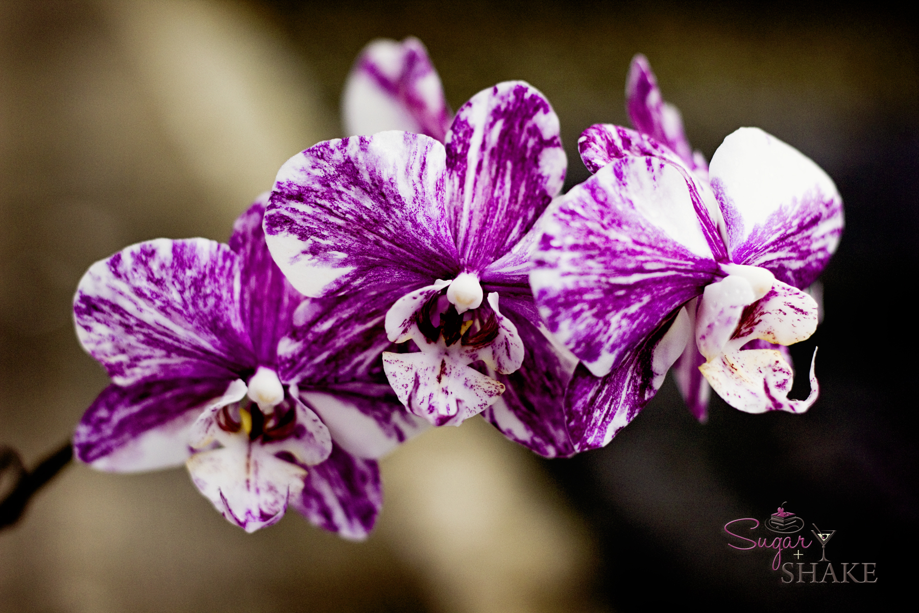 Orchids. © 2012 Sugar + Shake
