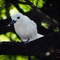 Manu-o-Kū, or white fairy tern, enjoying a snack. © 2014 Sugar + Shake
