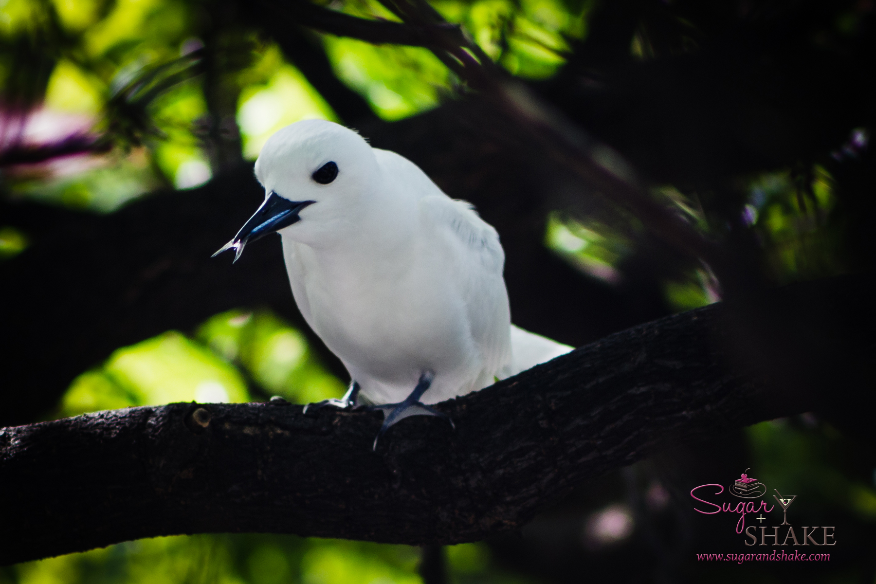 Manu-o-Kū, or white fairy tern, enjoying a snack. © 2014 Sugar + Shake