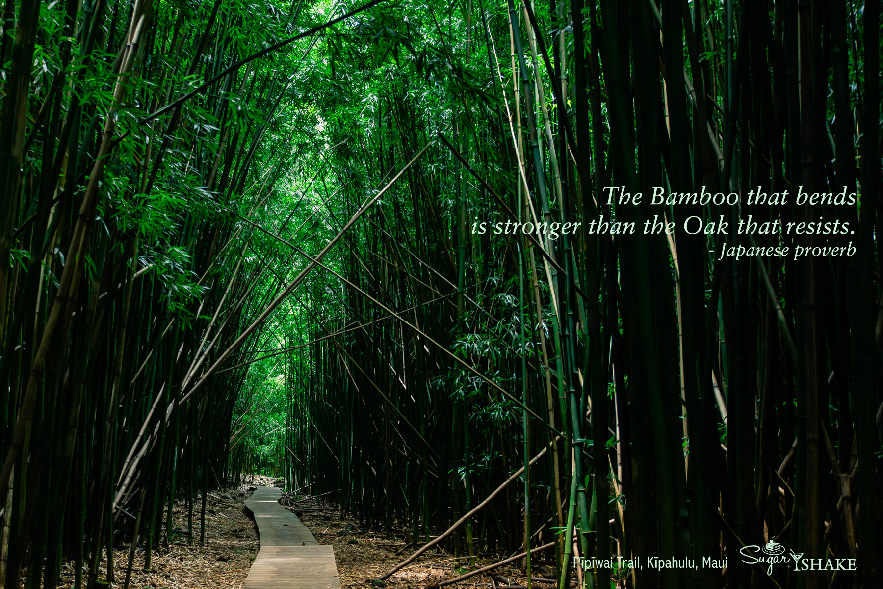 “The Bamboo that bends is stronger than the Oak that resists.” (Japanese proverb) Pīpīwai Trail, Kīpahulu, Maui. © 2015 Sugar + Shake